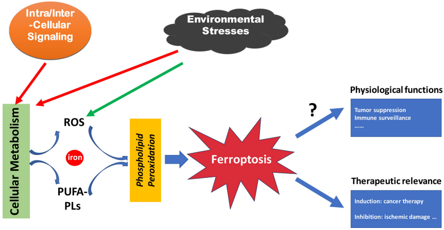 干货分享 | 直击研究热点，一文搞懂铁死亡(Ferroptosis)(图1)