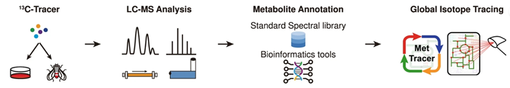 Untarget isotope tracing(图1)