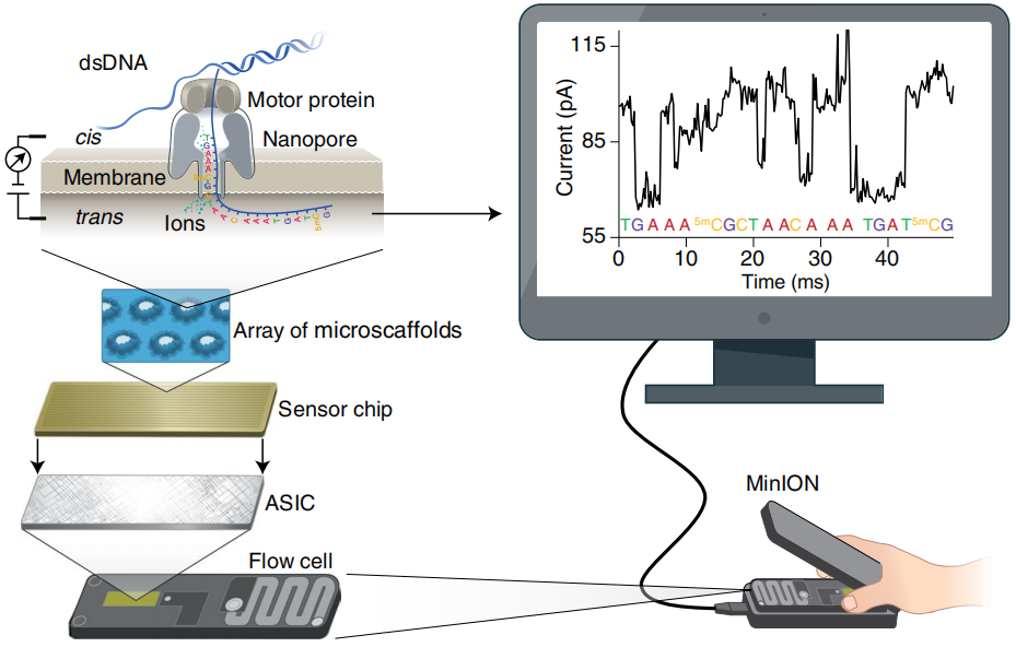 图1. Nanopore测序原理