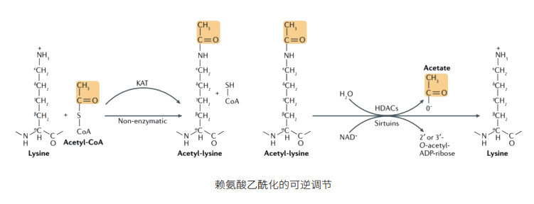 乙酰化过程