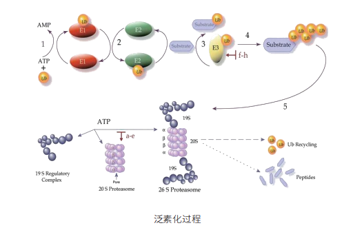 泛素化过程.png
