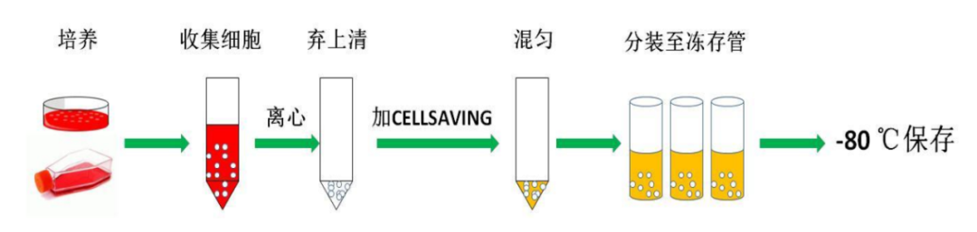 百趣代谢组学实验室分享之萌新篇——细胞培养避坑指南(图5)
