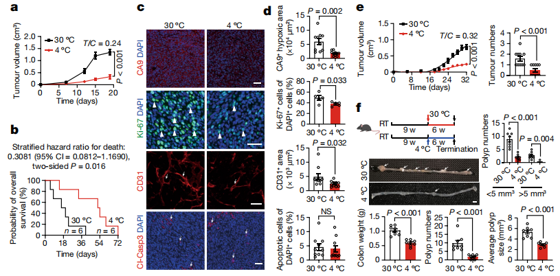 项目文章Nature｜揭示低温暴露抑制实体瘤生长机制，「饿死」癌细胞(图3)