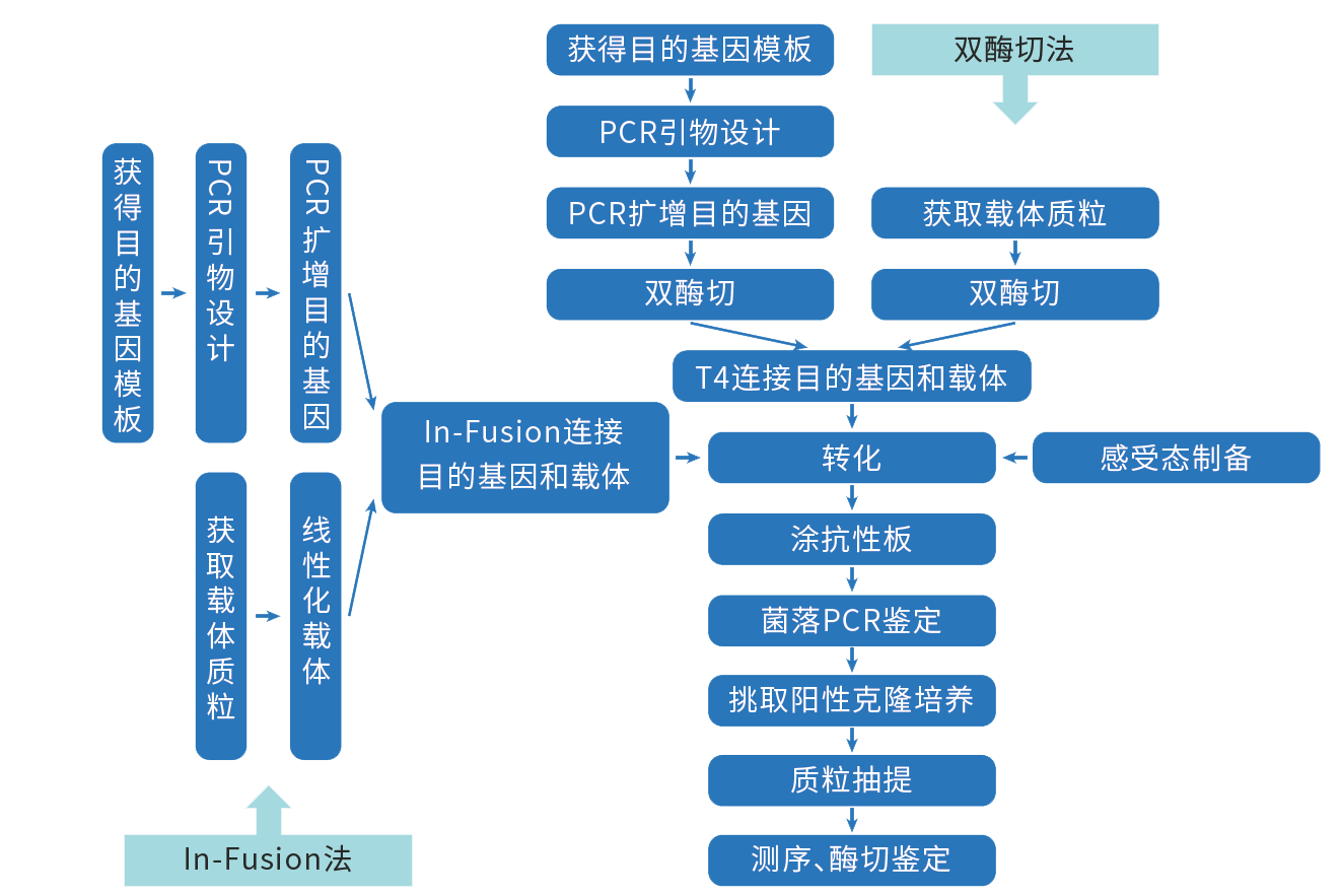 过表达载体