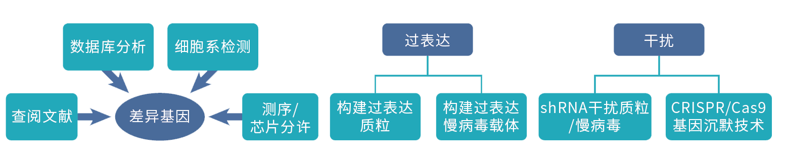 基因筛选