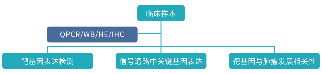 临床样本的验证与临床意义