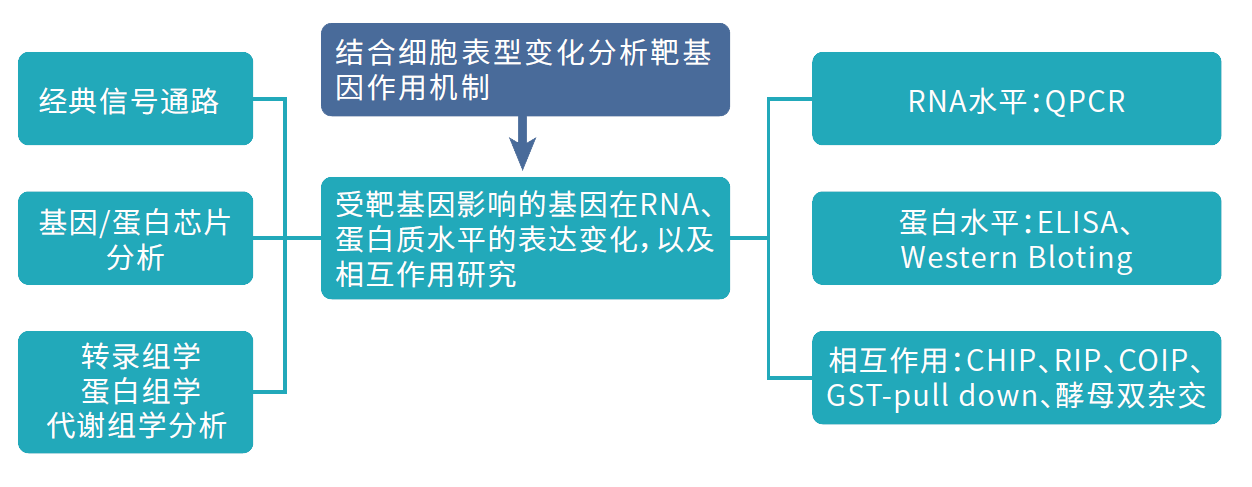 分子机制研究