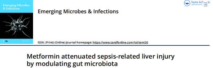 作者文章 | 二甲双胍不负「神药」之名，减轻脓毒症相关肝损伤(图1)