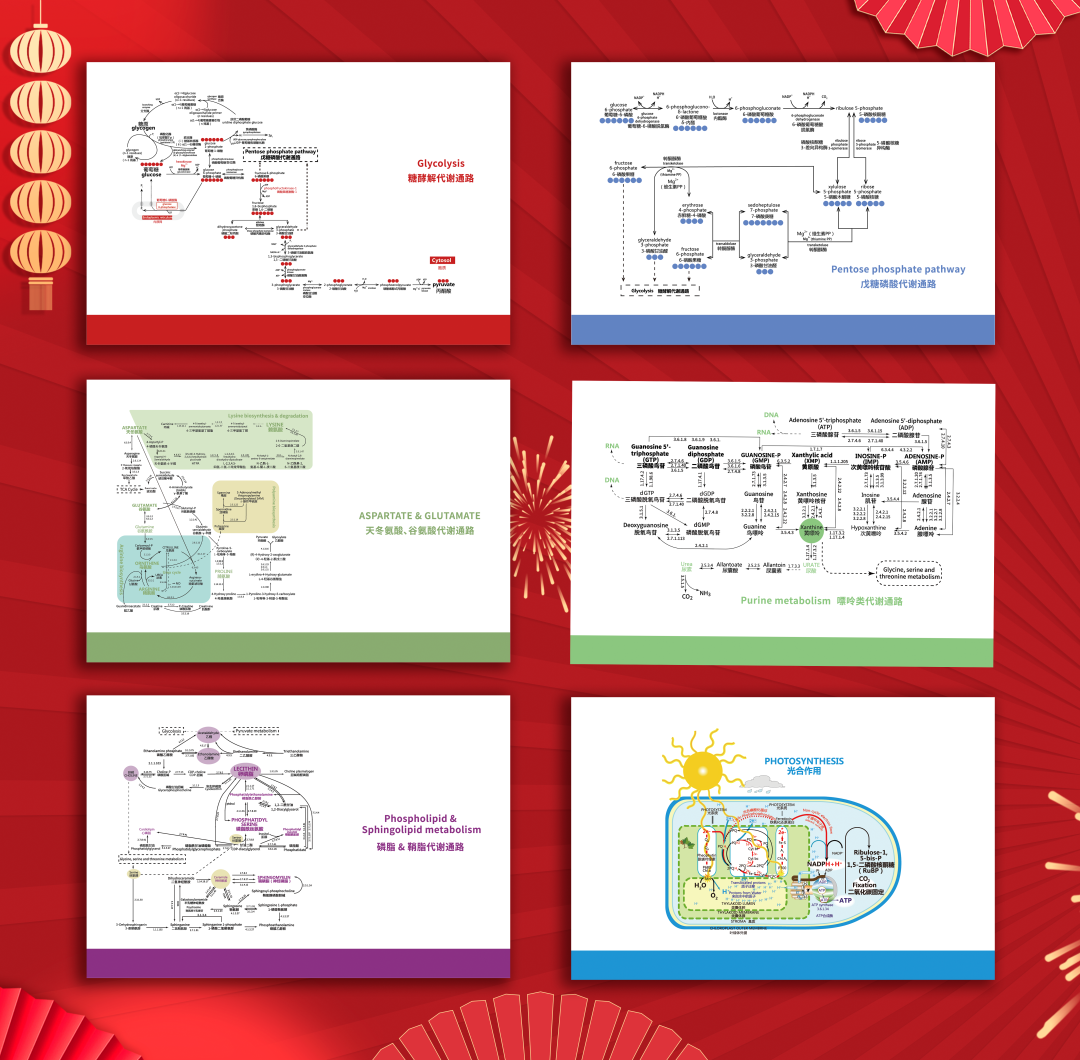 科研人专属 | 2023年代谢通路图台历免费送，错过等一年！(图2)