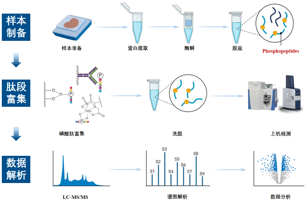 蛋白质修饰大揭秘—磷酸化修饰蛋白质组学(图6)