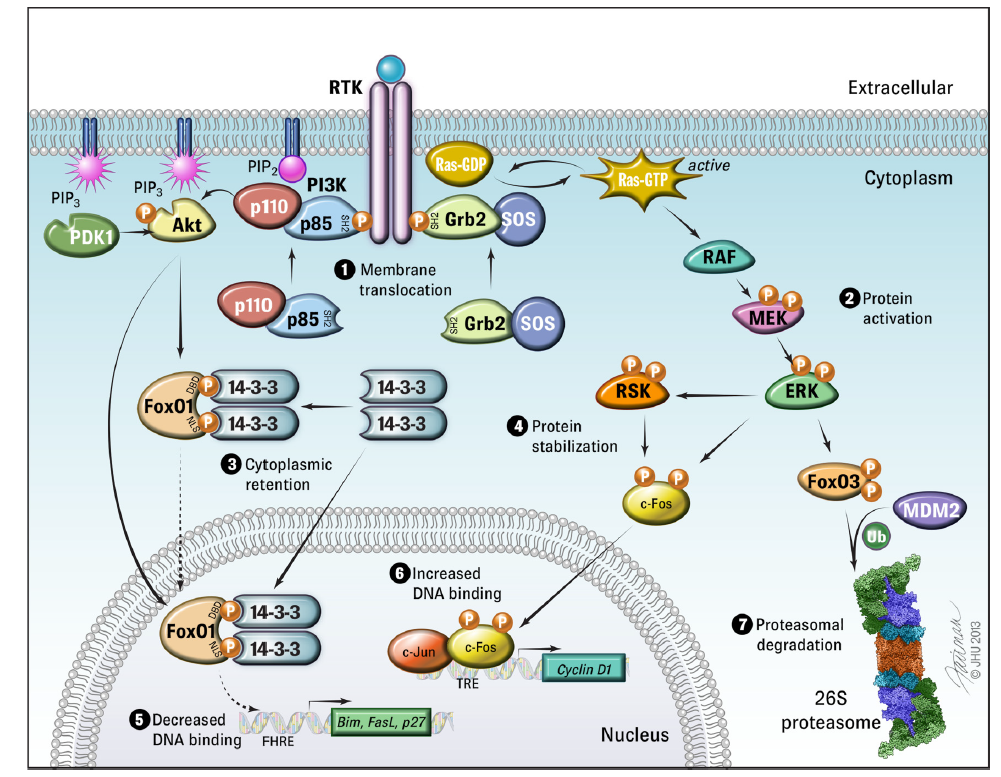 蛋白质修饰大揭秘—磷酸化修饰蛋白质组学(图5)