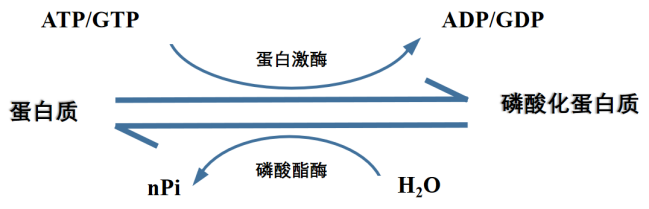 蛋白质修饰大揭秘—磷酸化修饰蛋白质组学(图4)