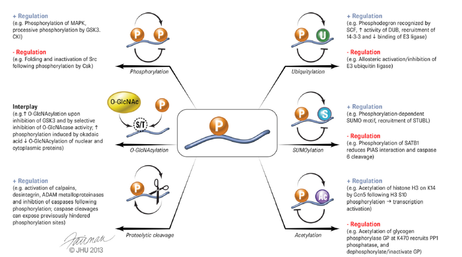 蛋白质修饰大揭秘—磷酸化修饰蛋白质组学(图2)