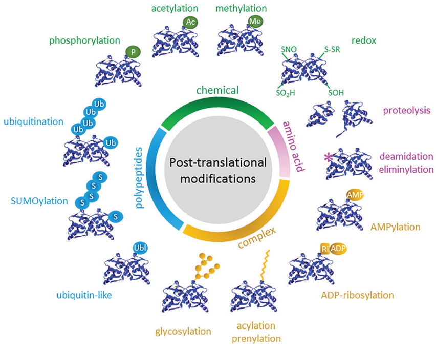 蛋白质修饰大揭秘—磷酸化修饰蛋白质组学(图1)