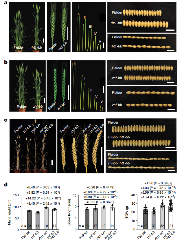 文献分享 | “绿色革命型”小麦变种研究：如何实现高产量半矮化？(图7)