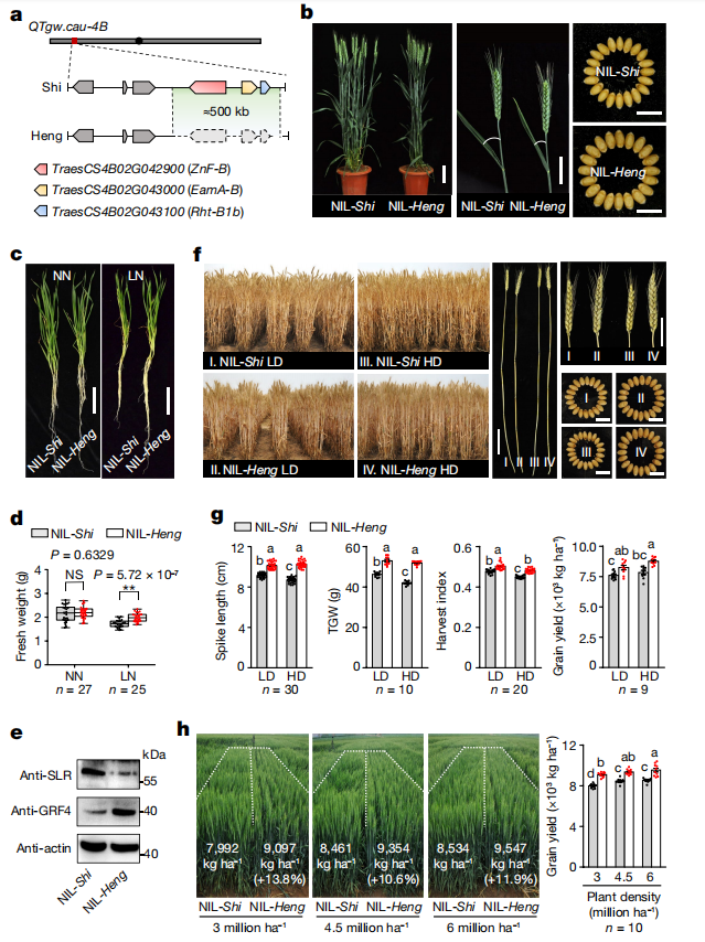 文献分享 | “绿色革命型”小麦变种研究：如何实现高产量半矮化？(图6)