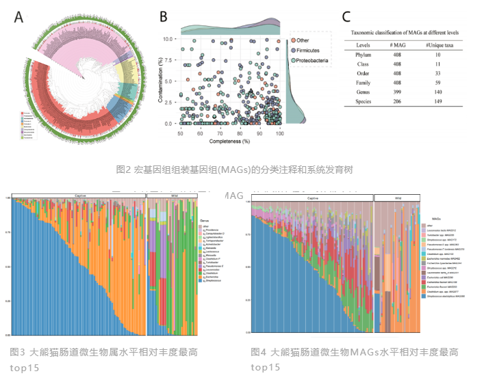 文献分享(IF=15.5) | 大熊猫独特的肠道微生物群与蛋白质代谢：揭示竹食适应的机制(图2)