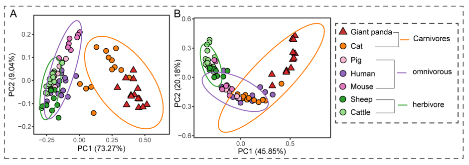 文献分享(IF=15.5) | 大熊猫独特的肠道微生物群与蛋白质代谢：揭示竹食适应的机制(图4)