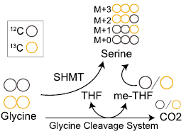 CELL子刊(IF=29) | 甘氨酸？丝氨酸？一碳代谢？代谢流帮你理清关系(图3)