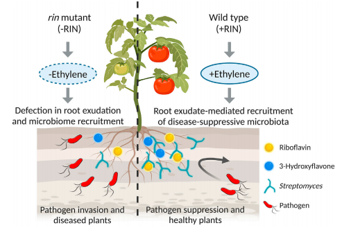 项目文章(IF=27.5) | RIN基因新发现：通过根际分泌物塑造抑菌微生态，提升植物免疫力(图10)