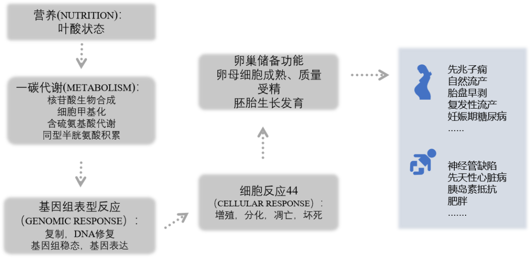 Cell揭秘，发现准妈妈补充叶酸的“真相”(图5)