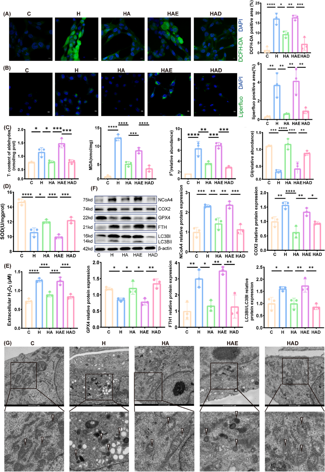 Redox Biology | 国家重点研发计划首席科学家史源教授团队深度解析色氨酸代谢物3-HAA—治疗BPD的 “秘密武器”(图7)