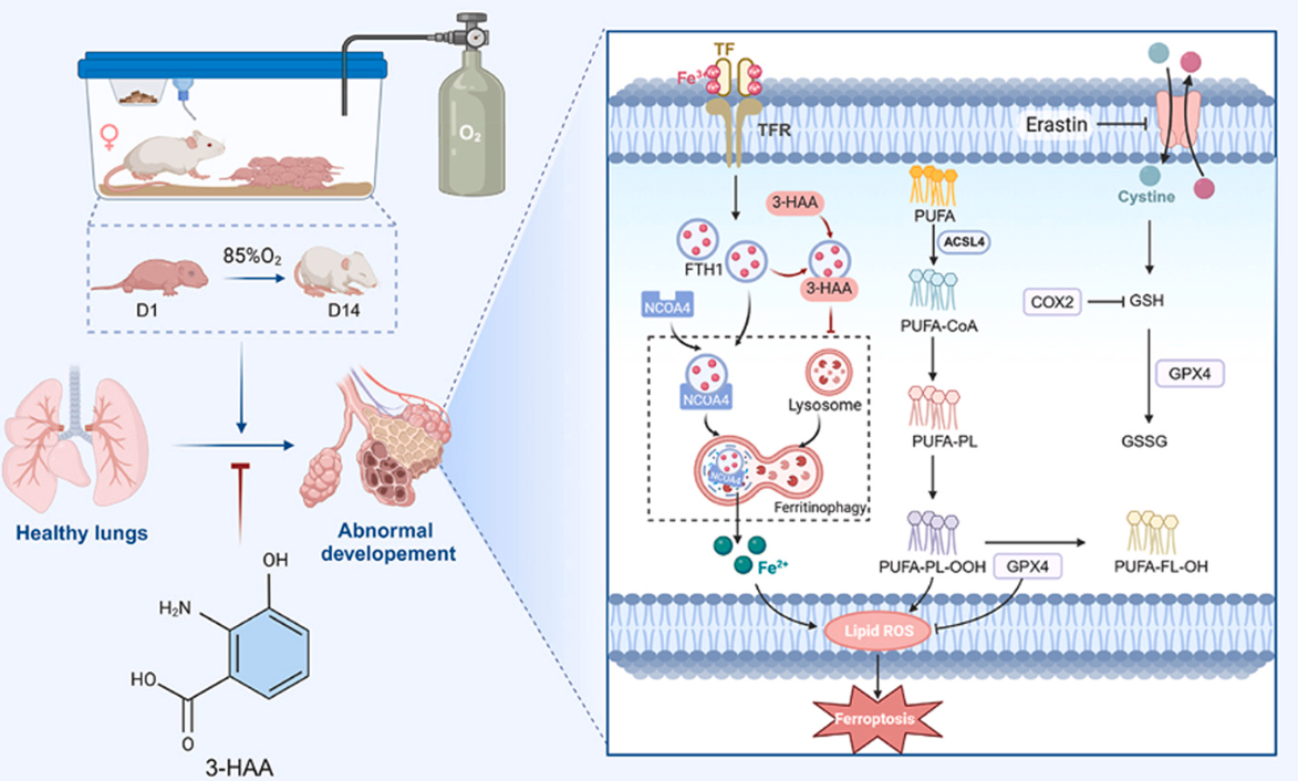 Redox Biology | 国家重点研发计划首席科学家史源教授团队深度解析色氨酸代谢物3-HAA—治疗BPD的 “秘密武器”(图2) Redox Biology | 国家重点研发计划首席科学家史源教授团队深度解析色氨酸代谢物3-HAA—治疗BPD的 “秘密武器”(图2)