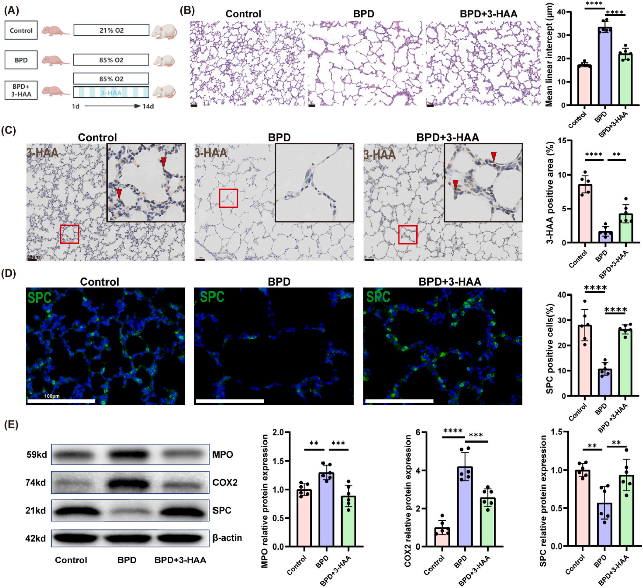 Redox Biology | 国家重点研发计划首席科学家史源教授团队深度解析色氨酸代谢物3-HAA—治疗BPD的 “秘密武器”(图5)