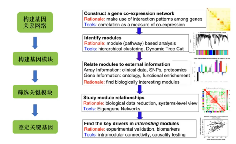 组学分析 | WGCNA+Cytoscape：揭示基因网络的深层联系(图1)