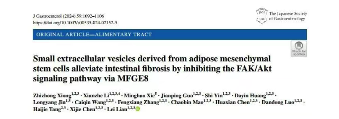 J Gastroenterol｜肠道纤维化新希望：脂肪间充质干细胞小胞外囊泡如何借助MFGE8靶向FAK/Akt发挥抗纤维化作用(图1)
