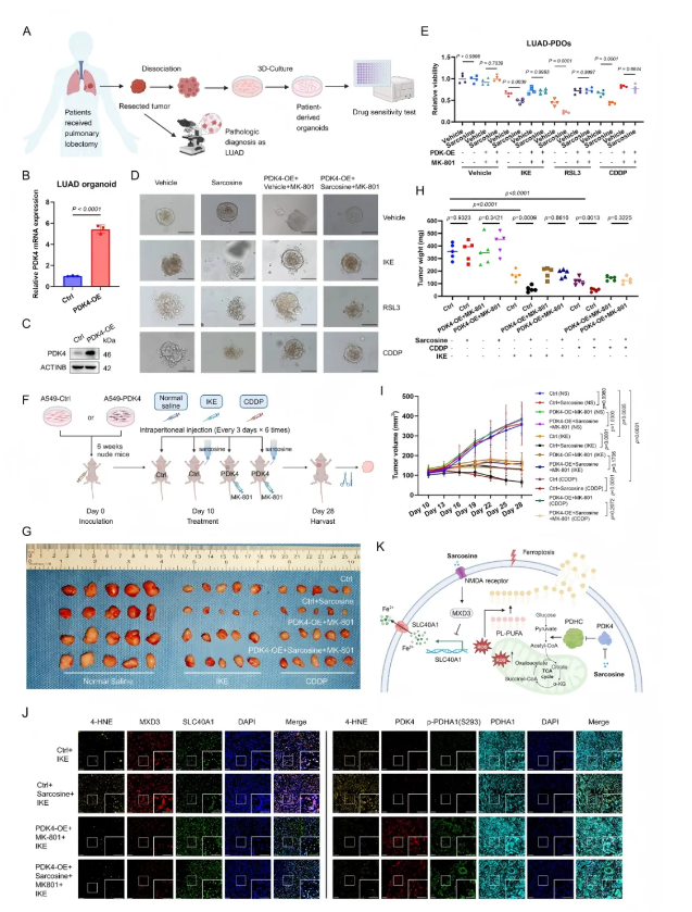 Exp Hematol Oncol.｜复旦大学附属中山医院詹成团队揭示：C(图8)