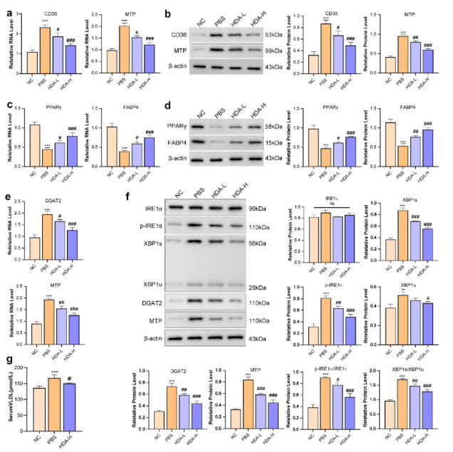 Gut Microbes (IF=12.2)｜海医二院白飞虎教授团队：解密单形拟杆菌代谢物HDA如何狙击代谢相关脂肪肝(图11)