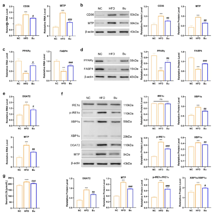 Gut Microbes (IF=12.2)｜海医二院白飞虎教授团队：解密单形拟杆菌代谢物HDA如何狙击代谢相关脂肪肝(图6)