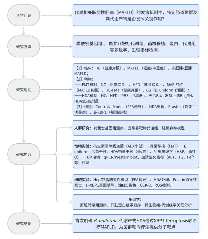 Gut Microbes (IF=12.2)｜海医二院白飞虎教授团队：解密单形拟杆菌代谢物HDA如何狙击代谢相关脂肪肝(图2)