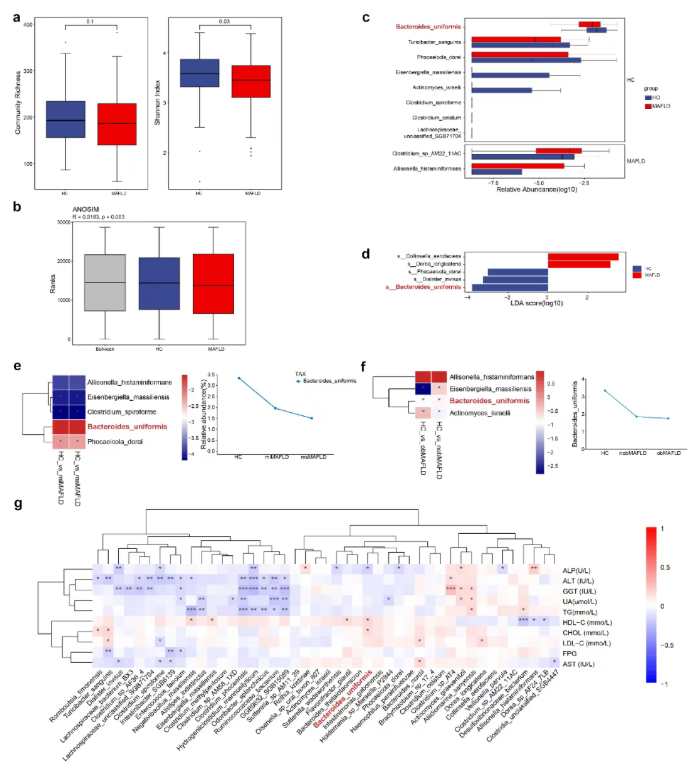 Gut Microbes (IF=12.2)｜海医二院白飞虎教授团队：解密单形拟杆菌代谢物HDA如何狙击代谢相关脂肪肝(图3)