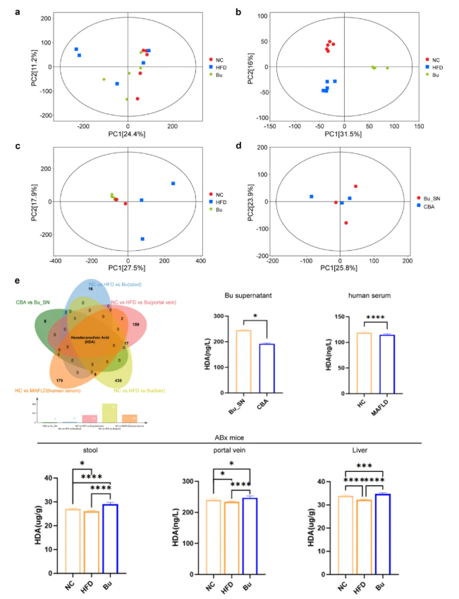 Gut Microbes (IF=12.2)｜海医二院白飞虎教授团队：解密单形拟杆菌代谢物HDA如何狙击代谢相关脂肪肝(图8)