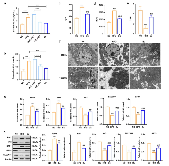 Gut Microbes (IF=12.2)｜海医二院白飞虎教授团队：解密单形拟杆菌代谢物HDA如何狙击代谢相关脂肪肝(图7)
