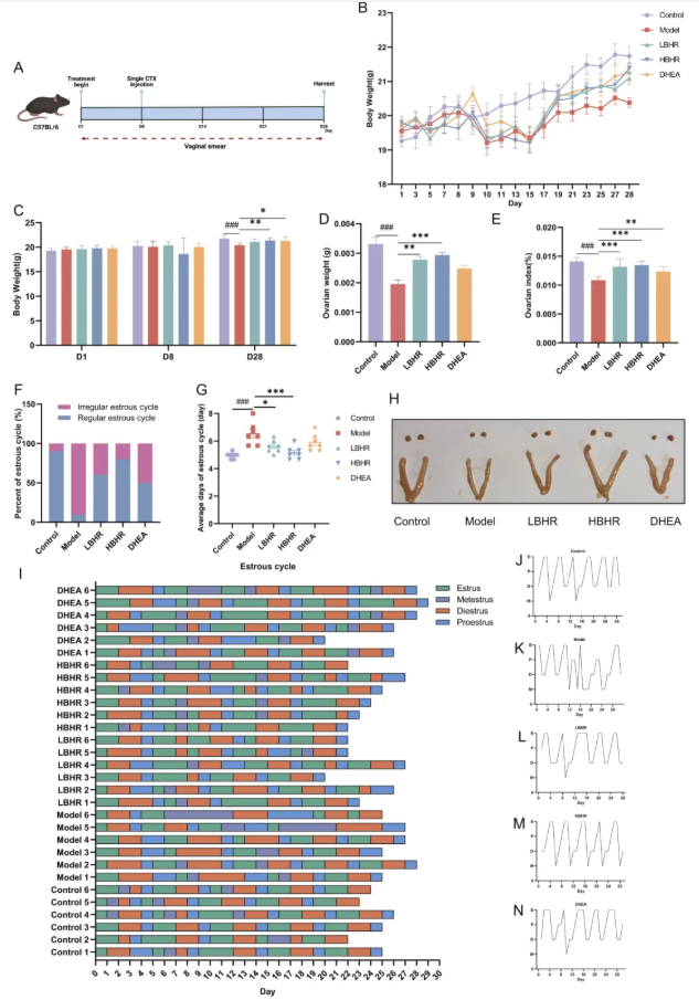 Phytomedicine(IF=8.3)｜同济医院张明敏教授团队新发现：补肾活血方激活BMSCs归巢，为POI治疗开辟新路径(图3)