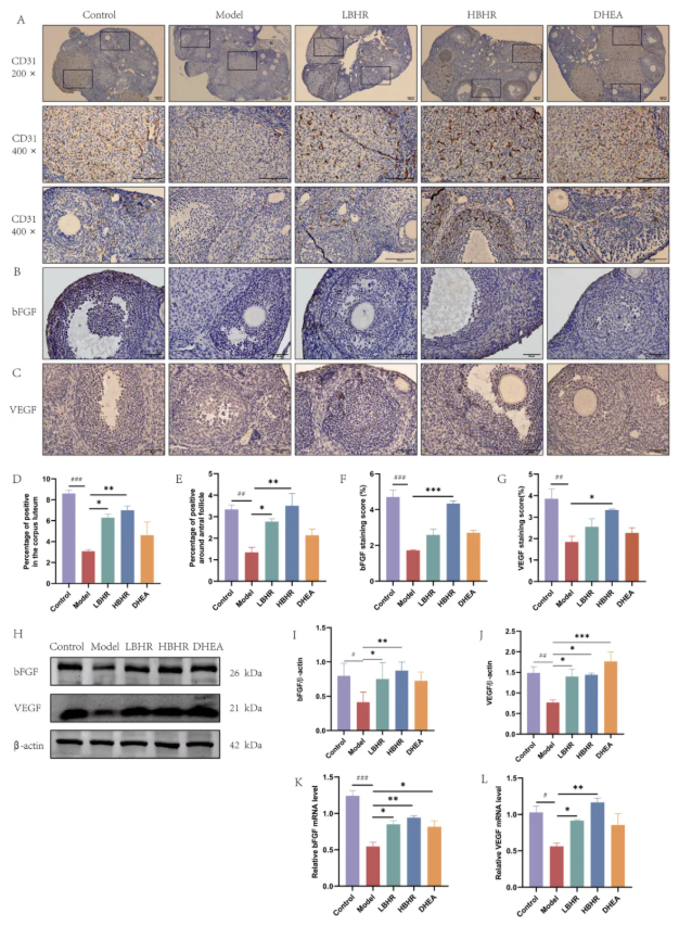 Phytomedicine(IF=8.3)｜同济医院张明敏教授团队新发现：补肾活血方激活BMSCs归巢，为POI治疗开辟新路径(图5)