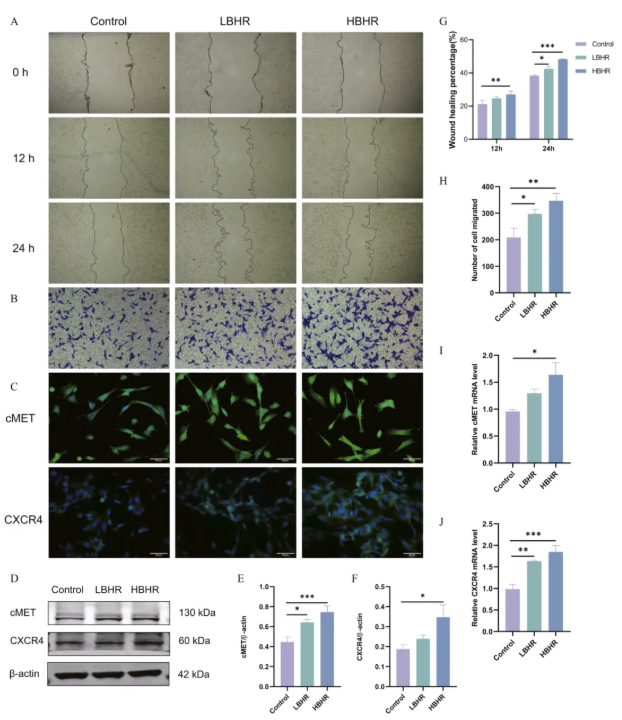 Phytomedicine(IF=8.3)｜同济医院张明敏教授团队新发现：补肾活血方激活BMSCs归巢，为POI治疗开辟新路径(图9)