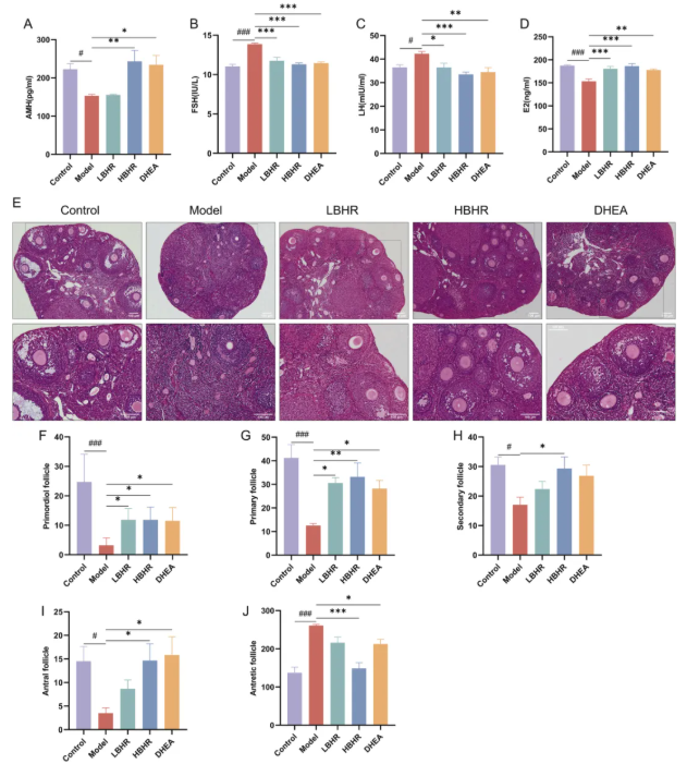 Phytomedicine(IF=8.3)｜同济医院张明敏教授团队新发现：补肾活血方激活BMSCs归巢，为POI治疗开辟新路径(图4)