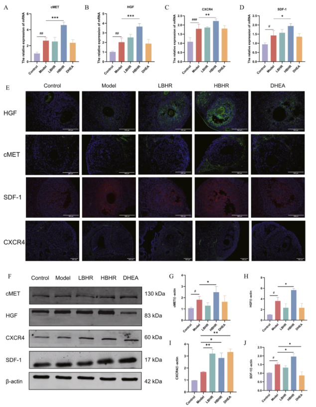 Phytomedicine(IF=8.3)｜同济医院张明敏教授团队新发现：补肾活血方激活BMSCs归巢，为POI治疗开辟新路径(图7)