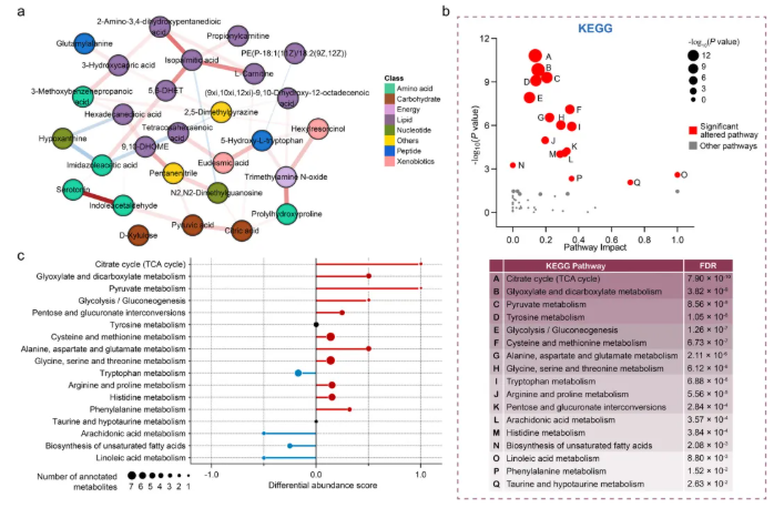 nature子刊 (IF=15.7)｜西安交大郭燕教授团队解析pt-DVT，9种代谢物panel赋能早诊，同步挖掘治疗关键靶点(图4)