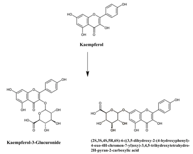 Phytomedicine (IF=8.3)｜中药复方再显神通！加味四妙勇安汤通过多组学整合策略揭示治疗急性冠脉综合征的新机制(图5)