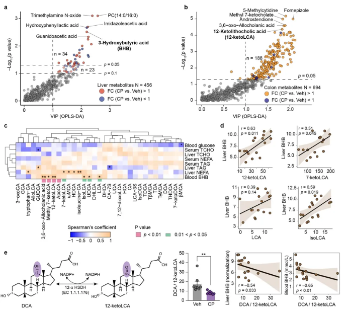 Gut Microbes｜四川农业大学曹随忠教授团队揭示肠道菌群调控高酮血症的新路径(图7)