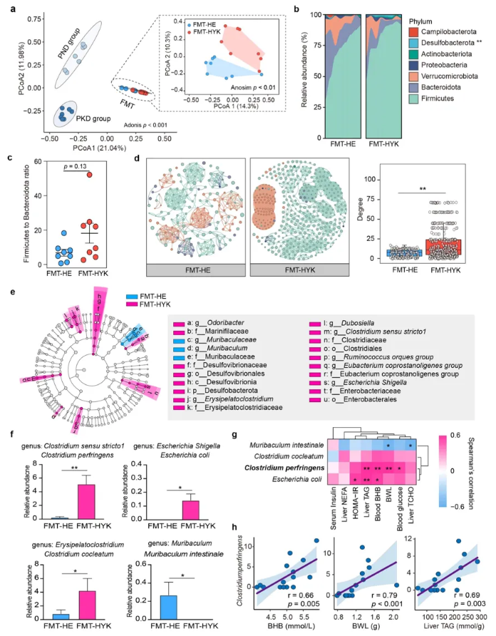 Gut Microbes｜四川农业大学曹随忠教授团队揭示肠道菌群调控高酮血症的新路径(图5)