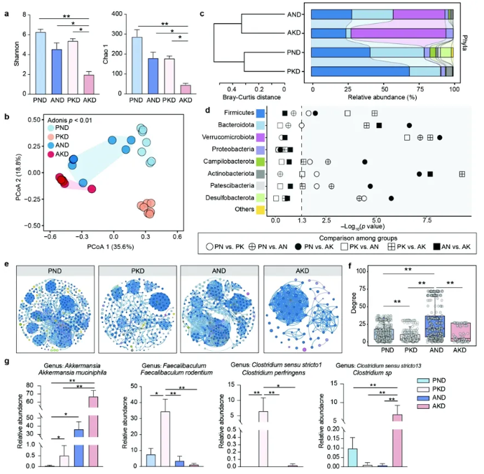 Gut Microbes｜四川农业大学曹随忠教授团队揭示肠道菌群调控高酮血症的新路径(图3)