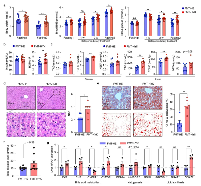 Gut Microbes｜四川农业大学曹随忠教授团队揭示肠道菌群调控高酮血症的新路径(图4)