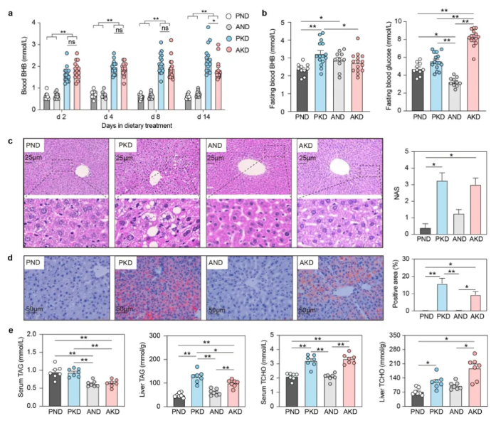 Gut Microbes｜四川农业大学曹随忠教授团队揭示肠道菌群调控高酮血症的新路径(图2)