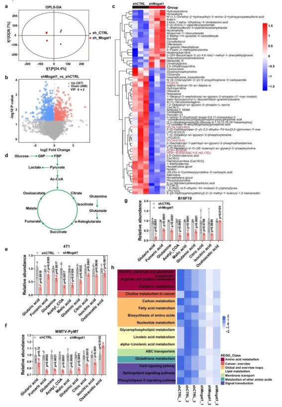 nat. commun. (IF=15.7)|西湖大学许圳杰团队:Mogat1 介导脂质代谢重编程驱动肿瘤免疫逃逸(图6) nat. commun. (IF=15.7)|西湖大学许圳杰团队:Mogat1 介导脂质代谢重编程驱动肿瘤免疫逃逸(图6)